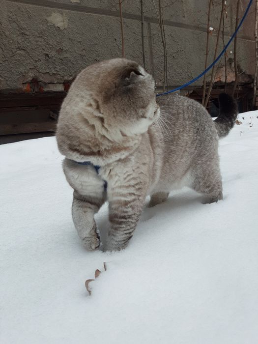 Скотишь фолд приглашает на вязку