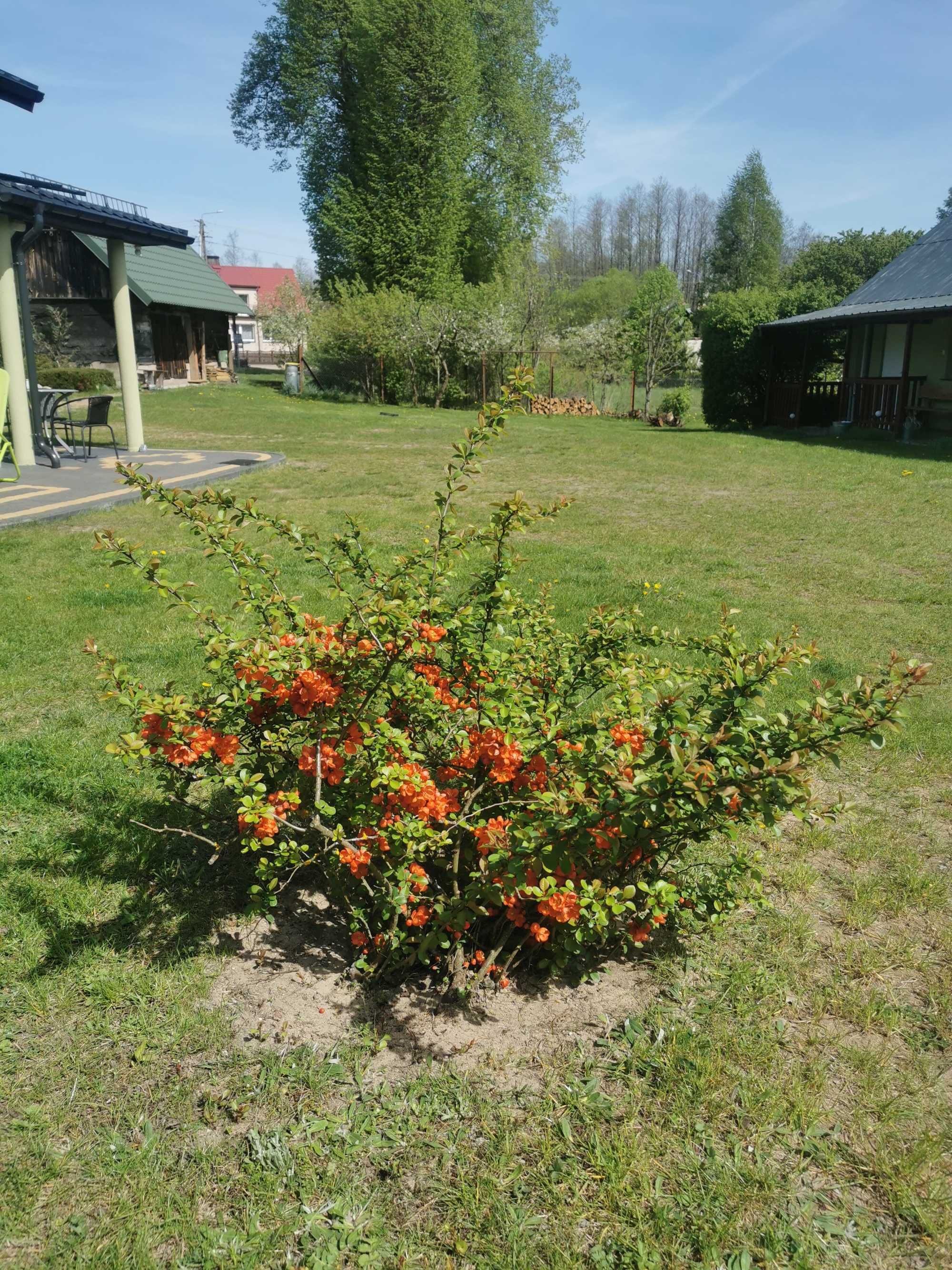 Agroturystyka - pokoje do wynajęcia Zelwa 71, Gmina Giby