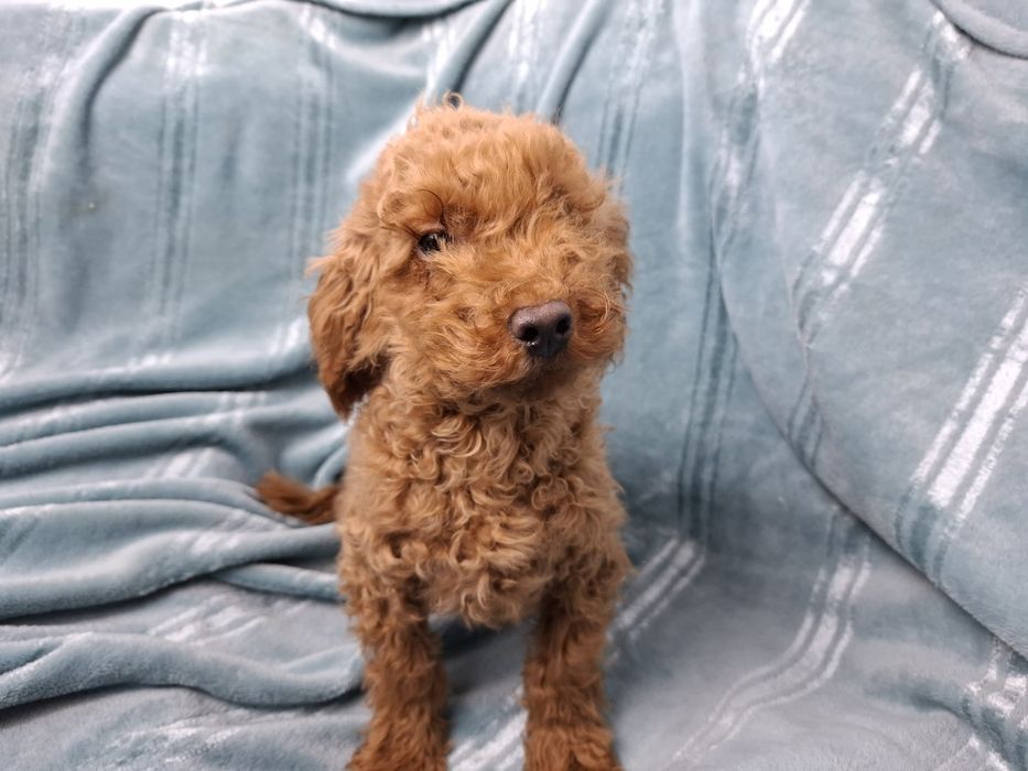 pudel miniaturowy szczeniak