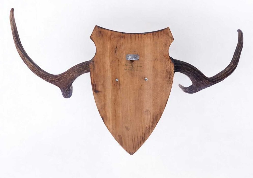 Poroże łosia łoś badylarz widłak 3kg rogi trofeum 42cm