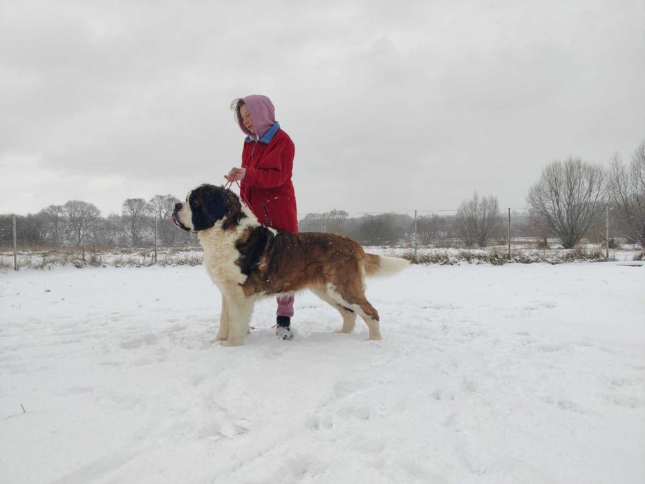 Do rezerwacji-Cudowna długowłosa dziewczynka Bernardyn (rodowod FCI)