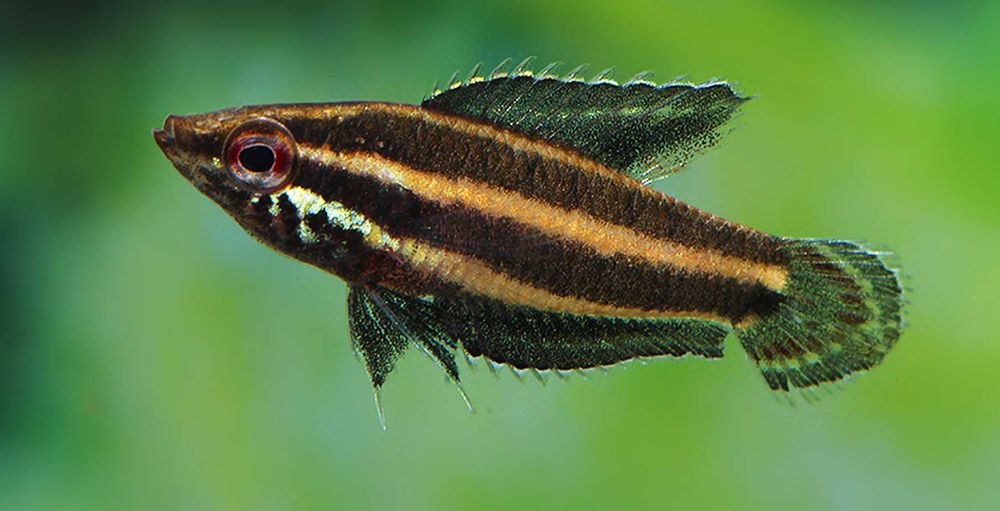 Sumatrzak gunawani - Parosphromenus gunawani - dowóz, wysyłka