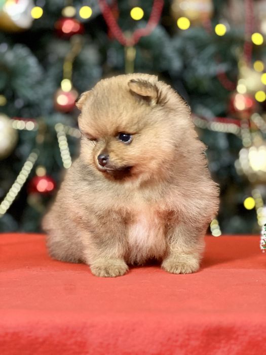 Померанський шпіц