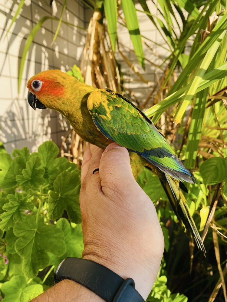 Aratinga do Sol domesticado grande oportunidade