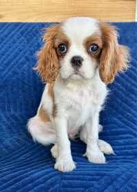 Cavalier King Charles Spaniel