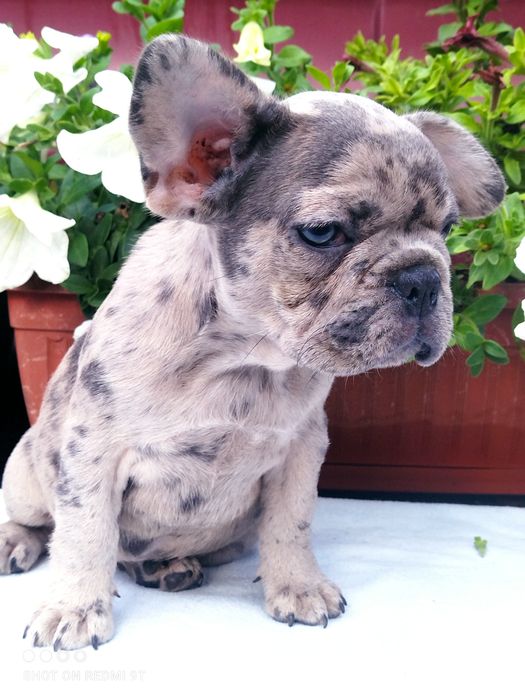 Малыши французы.