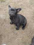 Buldog francuski