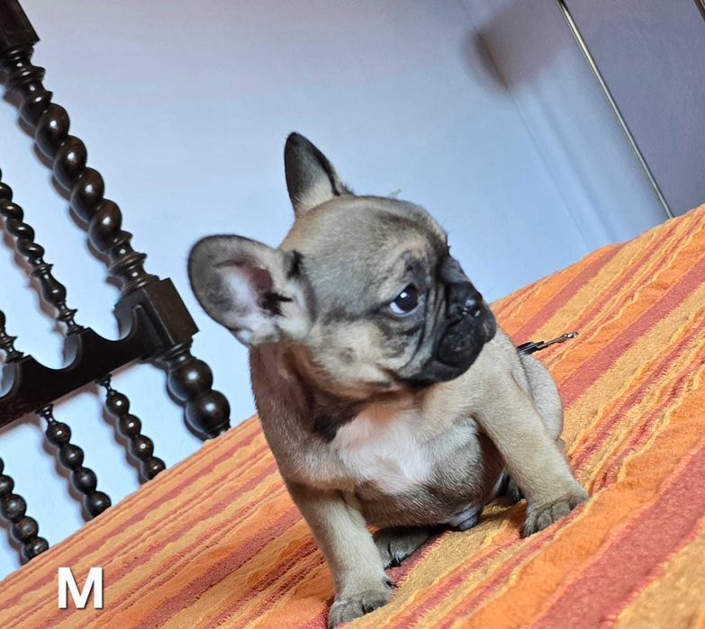 Bulldog francês   nascido a 11/8/2025