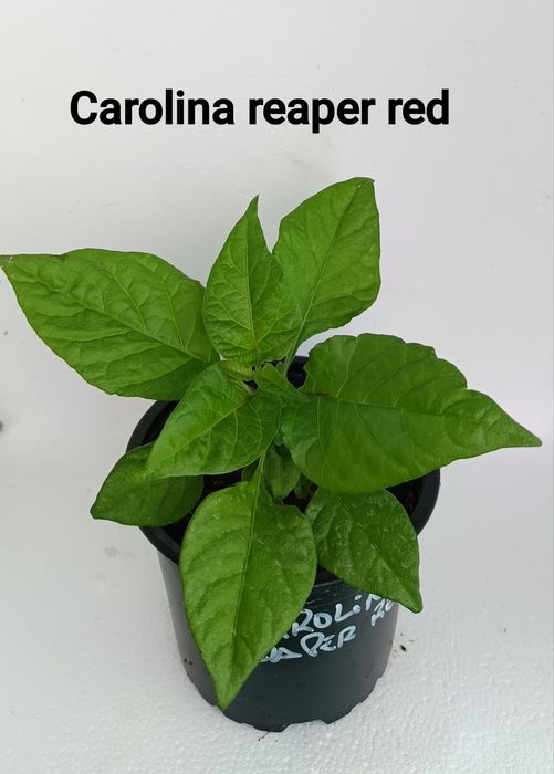 Plantas de malaguetas ardência nuclear (extrema)