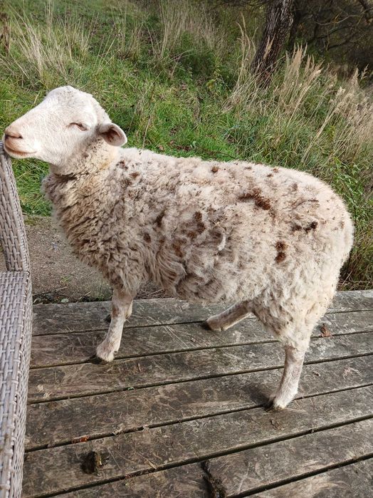 Przyjazna Owca  tylko w dobre ręce