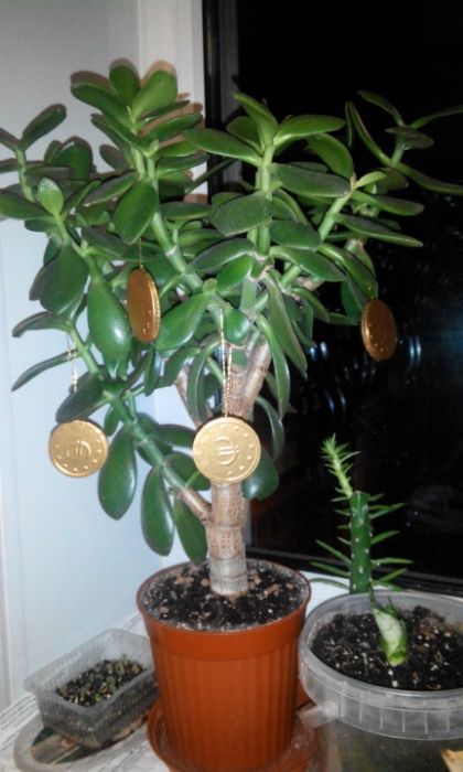 Крассула овата (толстянка,денежное дерево)-отличный подарок!