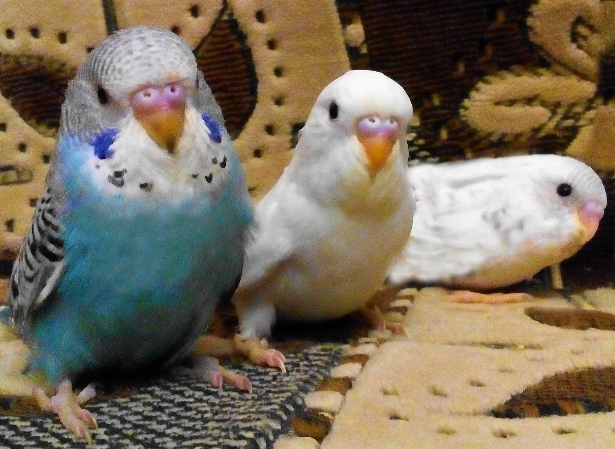 Волнистые попугаи неразлучники
