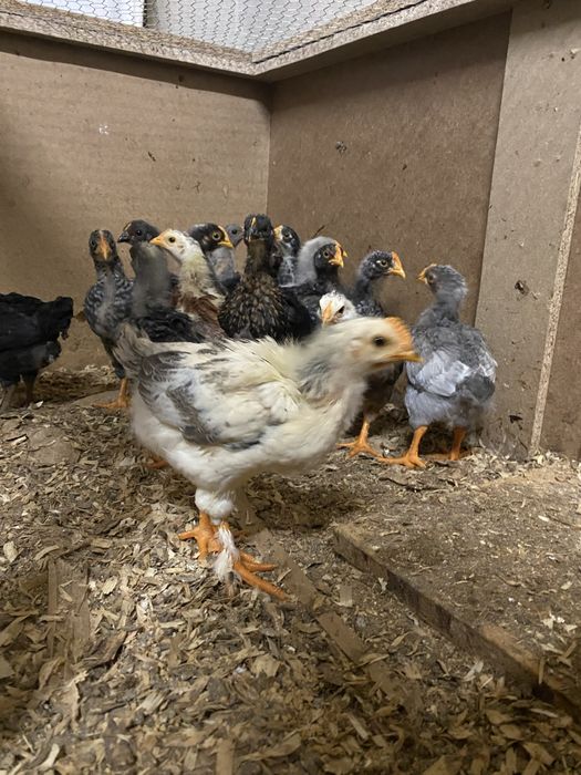 Pintos varias cores e idades