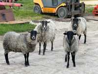 Owce wrzosówki, cztery sztuki