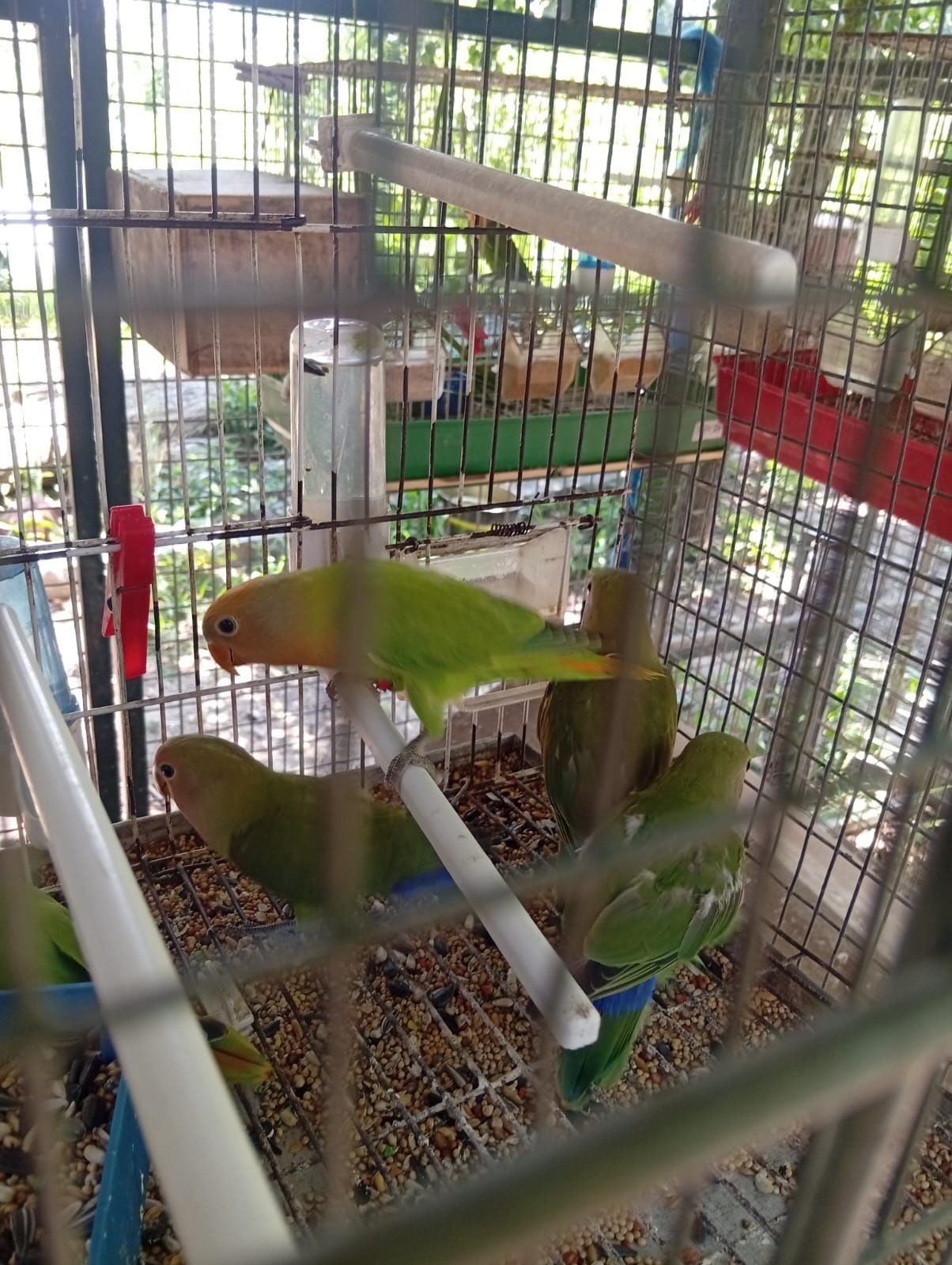 Cedo agapones novos