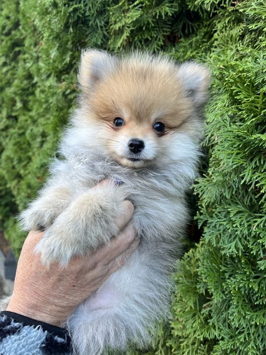 Szpic Pomeranian -Baxel