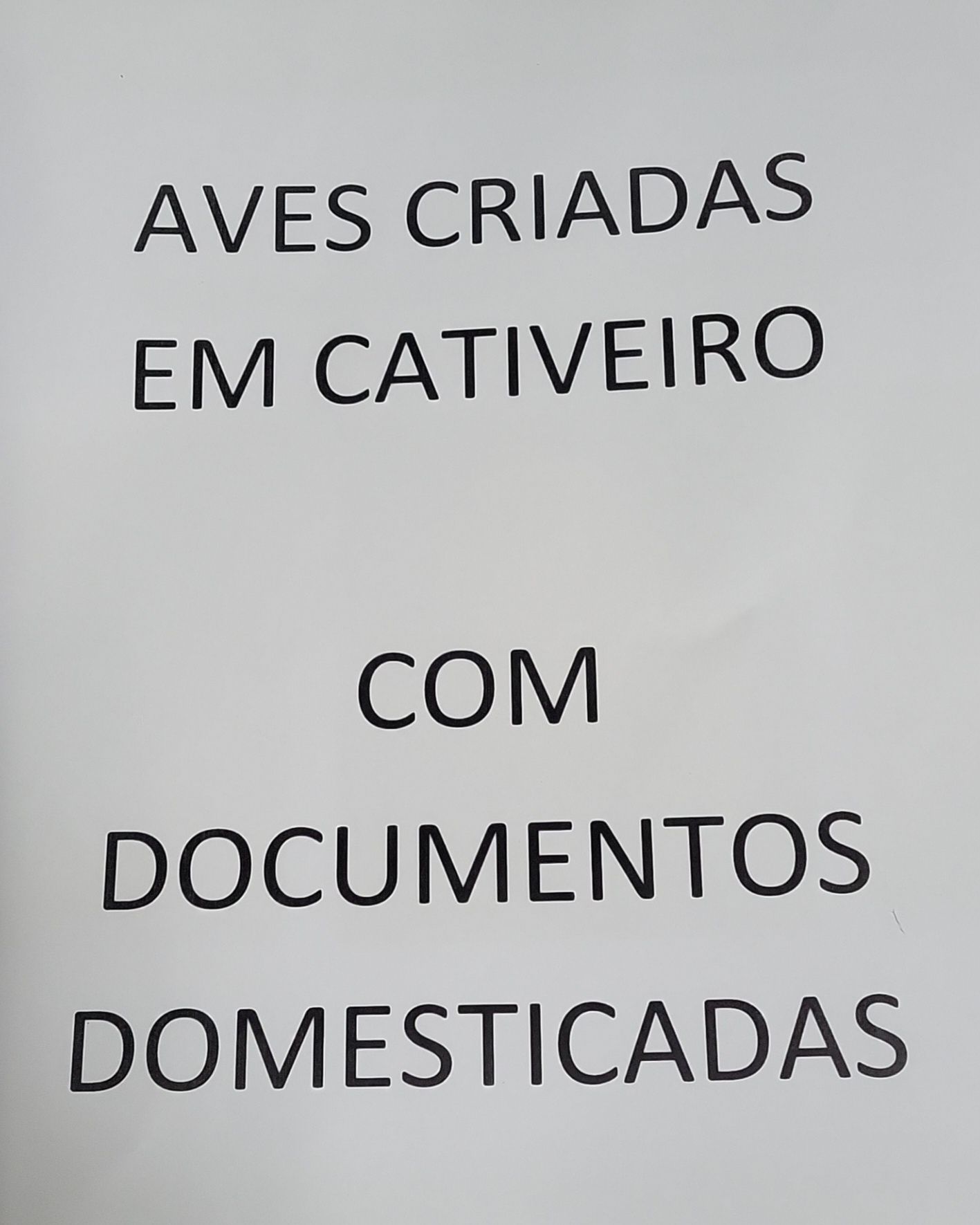 Papagaios diversas espécies