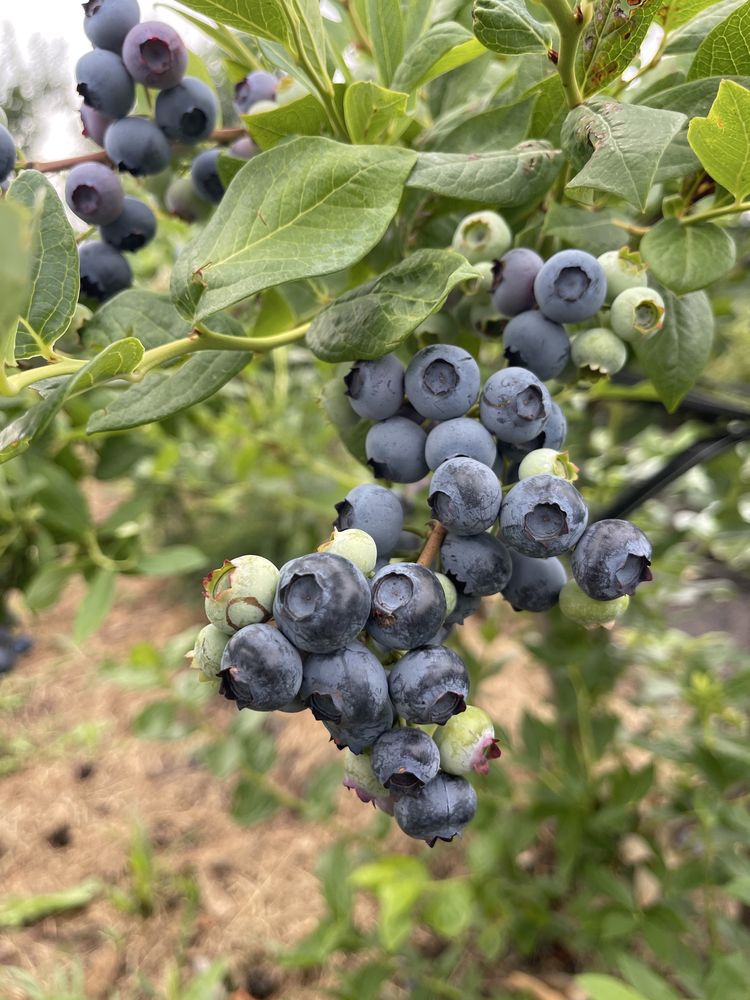 Продам лохина (чорниця )