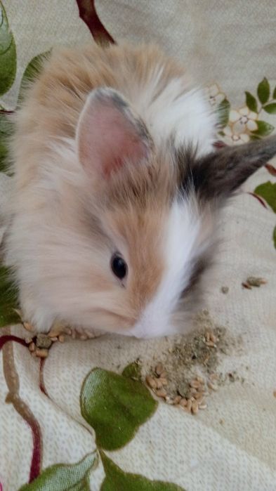 Декоративні кролики