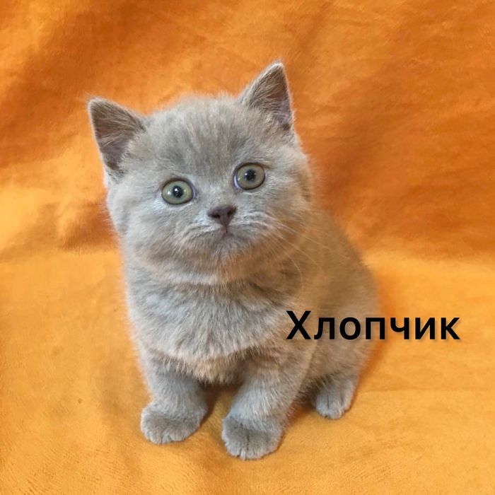 Котенята з паспортами