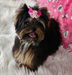 Prześliczna laleczka 1.5kg mini sunia Yorkshire Terrier