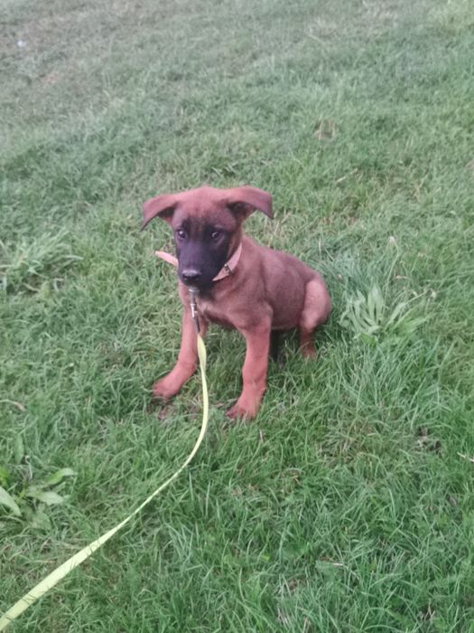 Owczarek Belgijski stróżujący