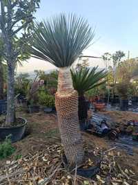 Yucca rostrata para jardim