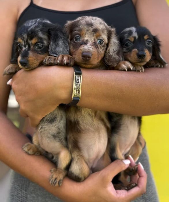 Довгошерстні таксята дівчатка , бронювання