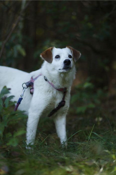 Delikatna piękność czyli Kimczi poleca się do adopcji