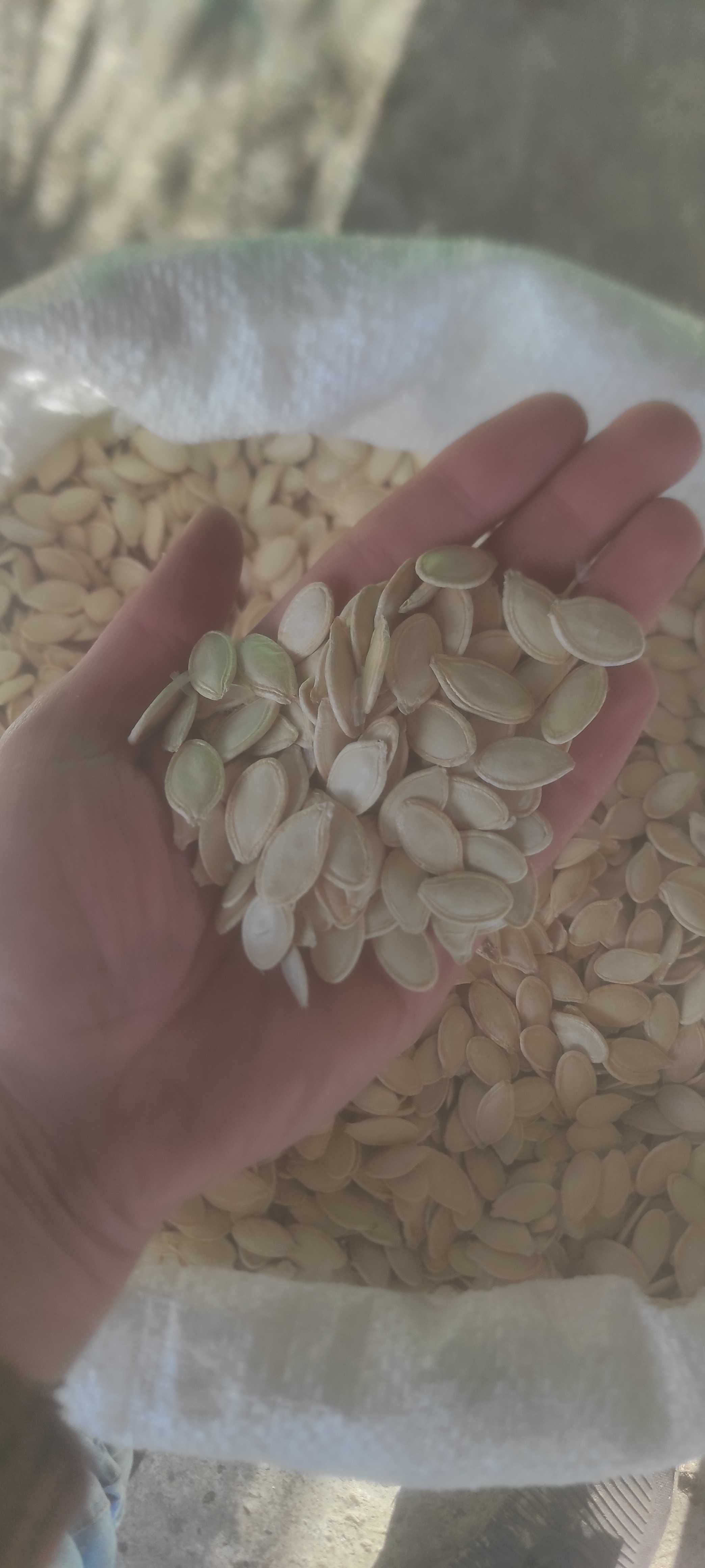 Продам насіння Сорту Данка-Полька на посадку