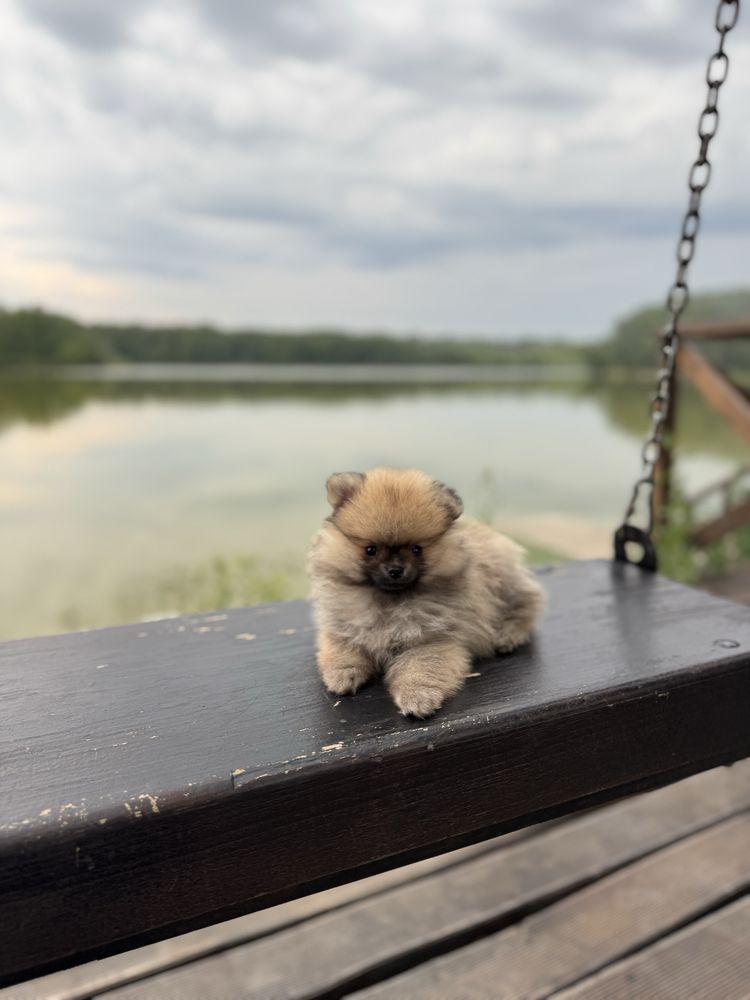 Міні хлопчик шпіц