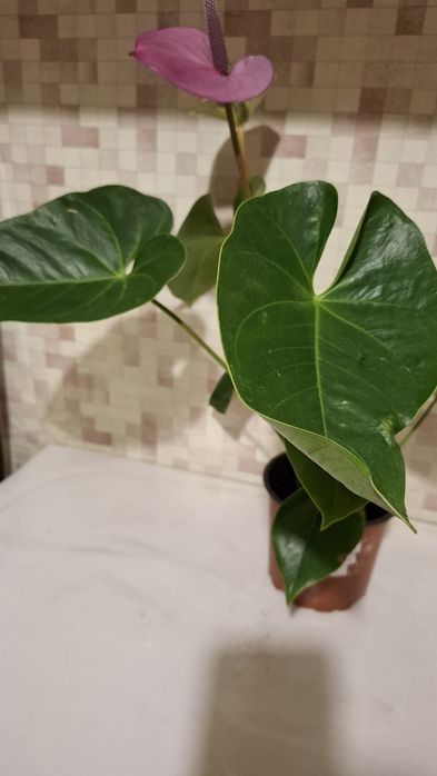 Антуриум Кавалли Пурпл