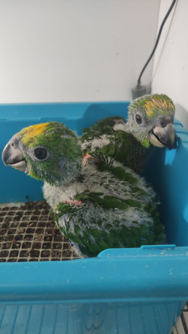 Papagaios Amazonas Ochrocephala 2025 - Criados á mão