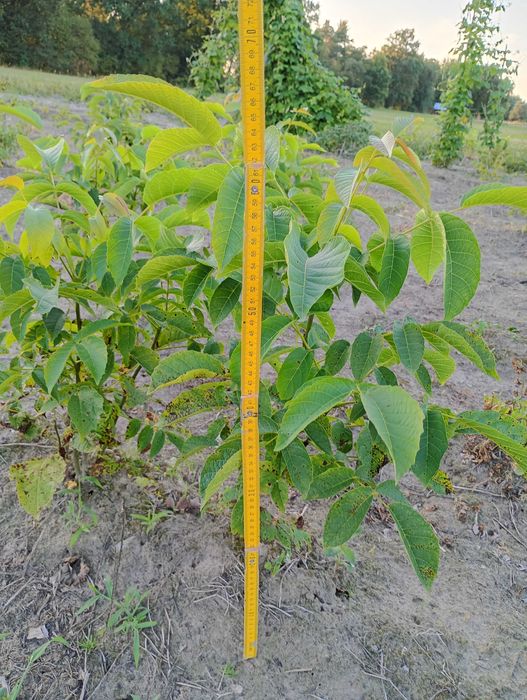 Sadzonki orzecha włoskiego 40-70cm