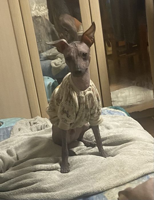 Мексиканские голые собаки