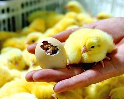 Фарма Колор інкубаційне яйце продаж (м‘ясо-яєчні)