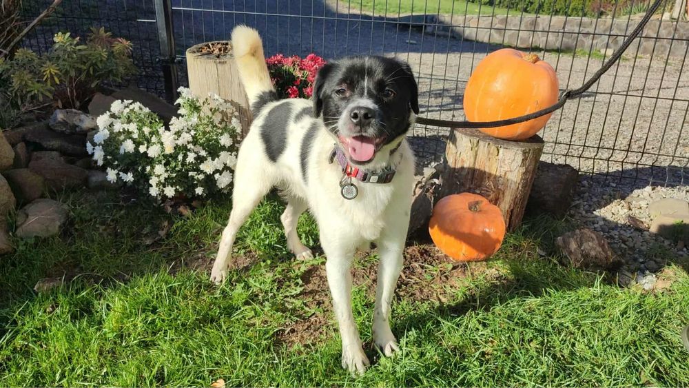 Cudowny Reksio szuka domku