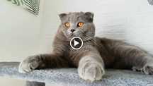 Scottish fold Azul macho - reprodutor TOP