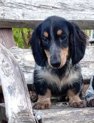 Щенки длинношерстной Таксы, редкого окраса, документы УКФ.