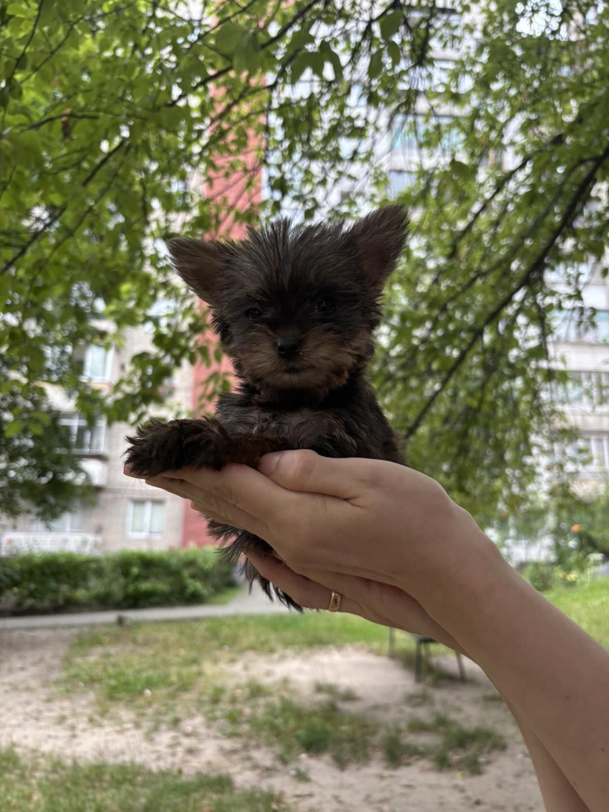 Хлопчики йоркширський тер'єр