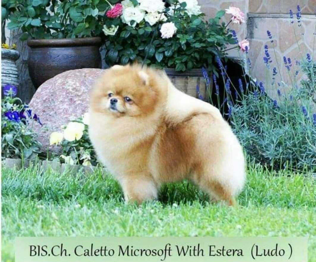 Szpic miniaturowy pomeranian zkwp FCI, miś, bez wad!