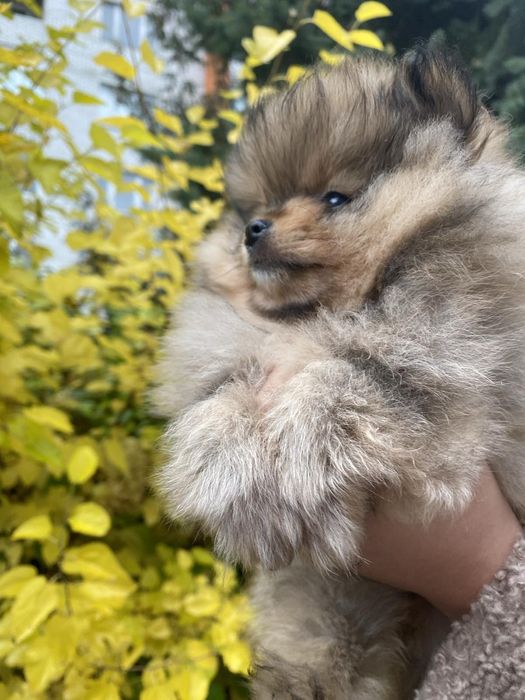 Шпіц дівчинка міні