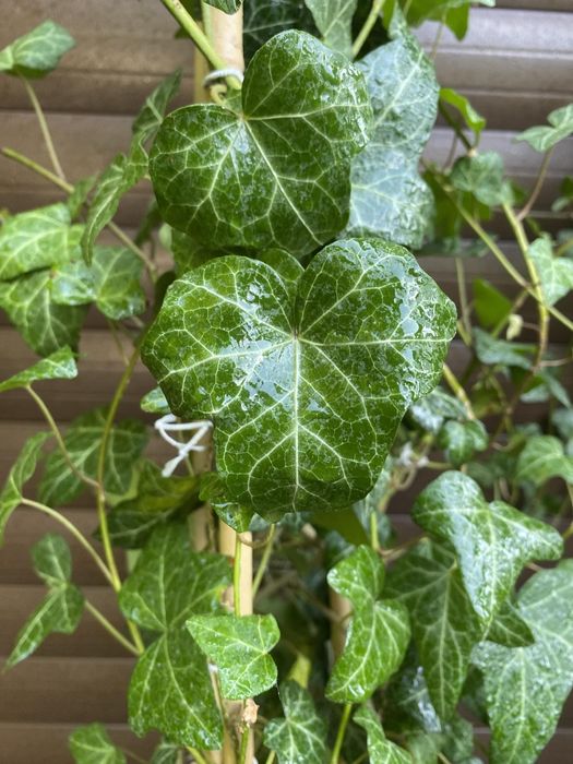 Bluszcz Hedera Helix 200-300cm