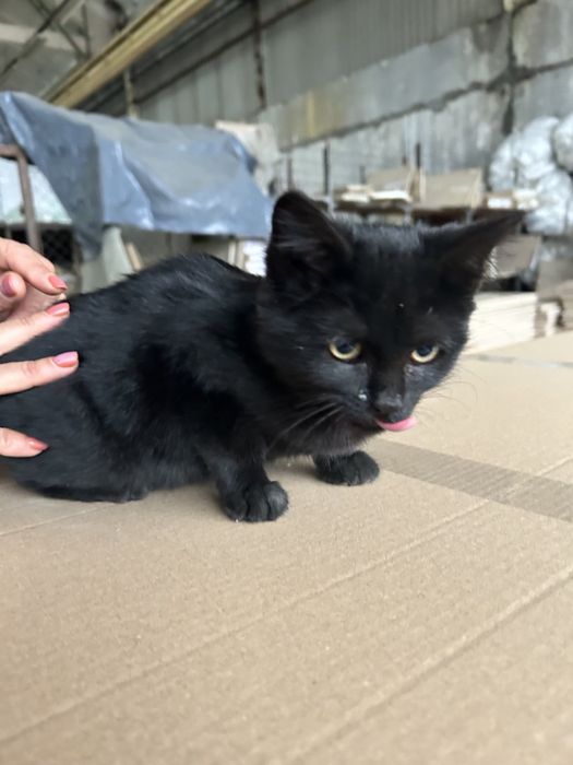 Кошеня в добрі руки!!!