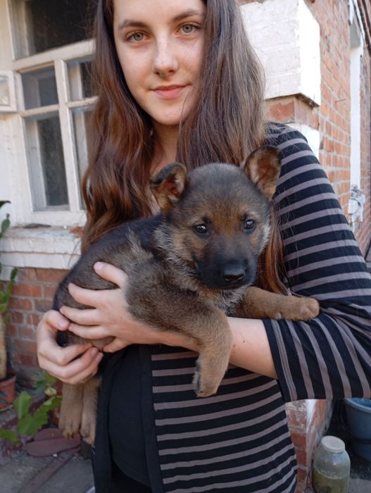 Продам овчарку ВЕО