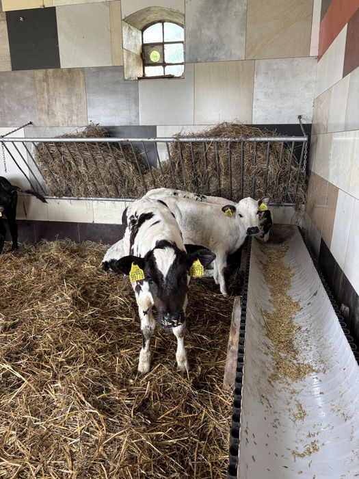 Jałówki oraz byki mięsne sprzedam