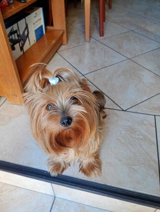 Yorkshire terrier piesek Rodowód Chip
