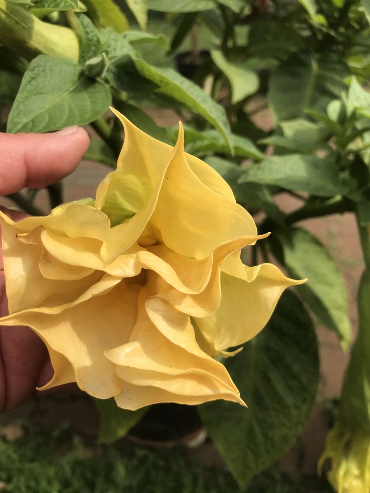 Datura -brukmansja rozowa pelna