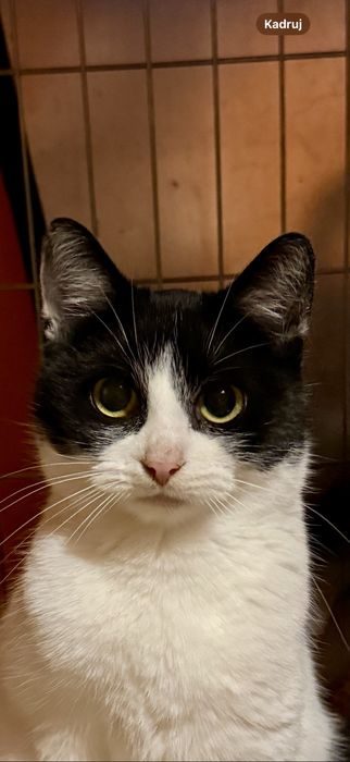 Lenka - czarno-biała miziasta śliczna koteczka