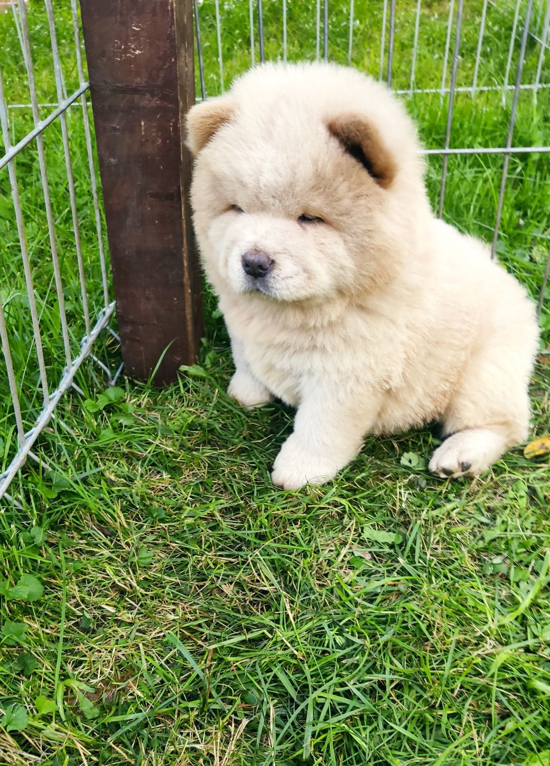Chow chow szczeniak